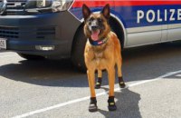 В Австрии из-за жары полицейским собакам выдали спецботиночки 