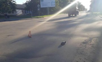 В Николаеве водитель сбил 8-летнего ребенка на пешеходном переходе и скрылся