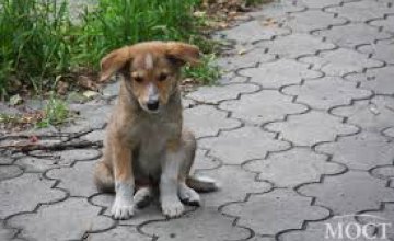Приют для собак «Друг» находится под угрозой закрытия из-за отсутствия дороги к нему
