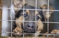Под Днепром 300 собак в приютах оставили без корма: причина - отсутствие финансирования (ФОТО)