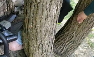 В Киеве мальчик застрял на дереве