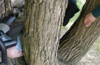 В Киеве мальчик застрял на дереве