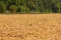 Жатва - на финише: аграрии Днепропетровщины соберут 2,3 млн тонн зерновых