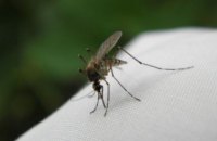 Комары и мухи не являются переносчиками коронавируса, - Минздрав