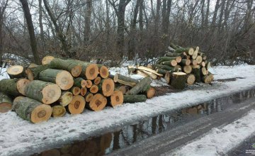 На Днепропетровщине двое мужчин незаконно спиливали деревья 
