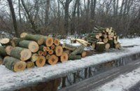 На Днепропетровщине двое мужчин незаконно спиливали деревья 