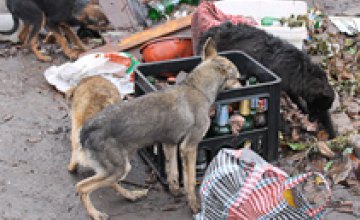 В Криворожском приюте для животных «Кристина и Магдалена» голодные собаки съедают друг друга, - зоозащитники