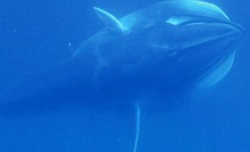 Ученые впервые сняли редчайшего кита на Земле