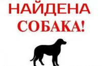 Онлайн-​база потерянных животных: в Таромском нашли лабрадора, которому нужен хозяин (ФОТО)