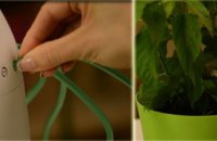 Украинец изобрел «няню» для комнатных растений (ВИДЕО)