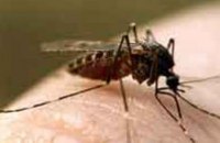 В Павлограде нашествие комаров 