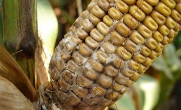 На Днепропетровщине в кукурузе для попкорна обнаружили карантинное заболевание