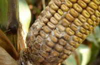 На Днепропетровщине в кукурузе для попкорна обнаружили карантинное заболевание