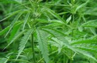 В ходе операции «Мак» полиция Днепропетровской области изъяла более 60 тыс кустов наркотических растений
