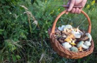 На Дніпропетровщині зафіксували перший випадок отруєння дикорослими грибами: отруїлася 2-річна дитина