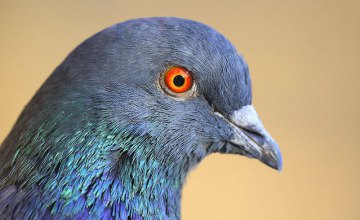 В Днепре сотрудники ГСЧС спасли  голубя застрявшего в заборе