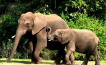 30 ноября — Всемирный день слонов