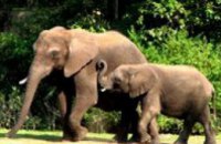 30 ноября — Всемирный день слонов
