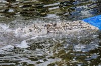 В водоемы Днепропетровщины  выпустили 3 млн экземпляров  ценных видов рыб 