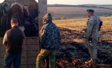 Пятеро  украинцев пытались вывезти в РФ крупный рогатый скот,  – Госпогранслужба (ВИДЕО)