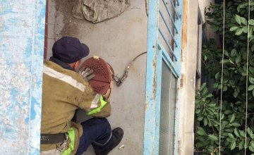 На Днепропетровщине спасли кота, который упал с балкона квартиры