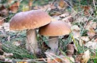 ​С начала года в Украине 40 человек отравились грибами: симптомы и первая помощь