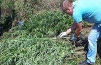 На Днепропетровщине обнаружили незаконній посев конопли (ФОТО)