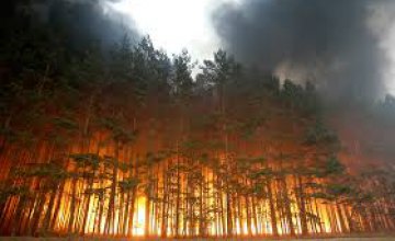 В Днепропетровской области зафиксировано 53 лесных пожара