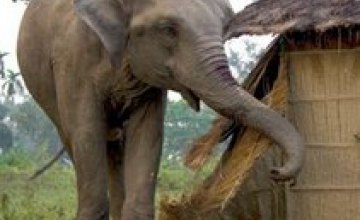 В Индии обезумевший слон разрушил дом, а потом спас из под его обломков 10-месячного ребенка 