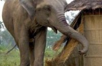 В Индии обезумевший слон разрушил дом, а потом спас из под его обломков 10-месячного ребенка 