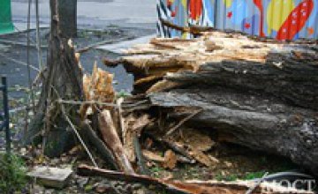 В Днепре на территории детского сада ликвидировали аварийное дерево высотой 32 м