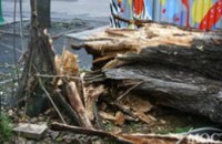 В Днепре на территории детского сада ликвидировали аварийное дерево высотой 32 м