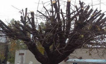 Днепряне возмущены «лысыми деревьями» на проспекте Поля (ФОТО)