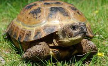В Техасе спасли черепаху из сливного канала (ВИДЕО)