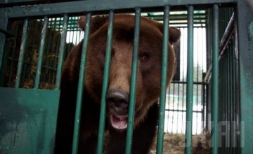 В Сан-Франциско запретили использовать диких животных для развлечения