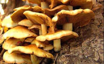 Долги «Днепроблэнерго» растут, как грибы после дождя 