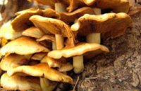 Долги «Днепроблэнерго» растут, как грибы после дождя 