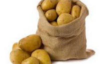 В Днепропетровской области выкопали более 30 тыс тонн картофеля
