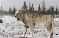 В Якутии собираются клонировать пещерных львов