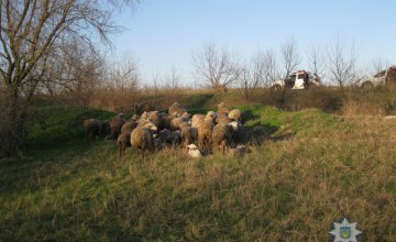 В Одесской области мужчина украл отару овец