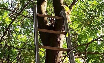 В Днепре спасли малыша, застрявшего на 12-метровом дереве