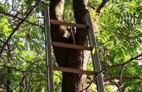 В Днепре спасли малыша, застрявшего на 12-метровом дереве