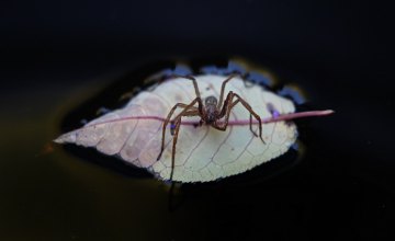 В Австралии обнаружен новый вид паука, который не создает паутину и умеет плавать
