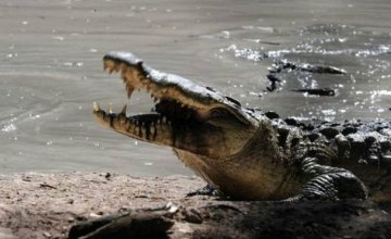 В Австралии крокодил залез в палатку к туристу и укусил его за ногу