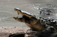 В Австралии крокодил залез в палатку к туристу и укусил его за ногу