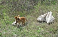 В Херсонской области спасли пса, которого в мешке бросили в колодец (ФОТО)