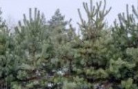 Как на Днепропетровщине выращивают праздничные елки 