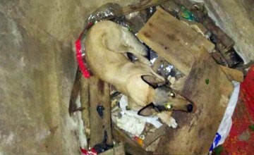 В Павлограде спасатели помогли собаке выбраться из коммуникационного коллектора (ФОТО)