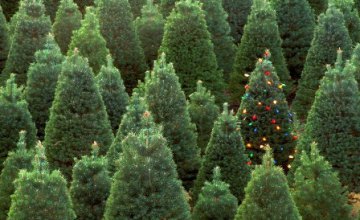 В 2017 году на Днепропетровщине продано около 26 тысяч хвойных деревьев