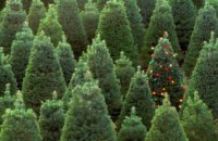 В 2017 году на Днепропетровщине продано около 26 тысяч хвойных деревьев